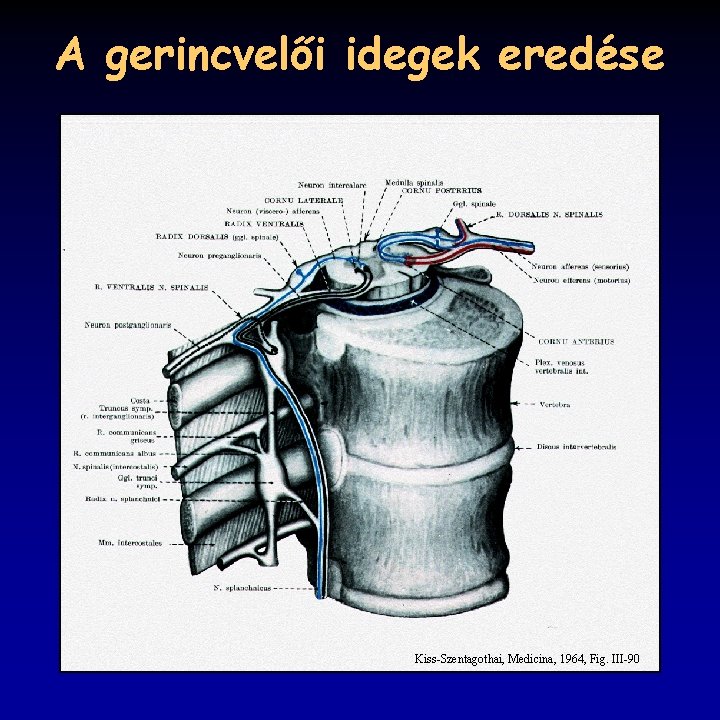 A gerincvelői idegek eredése Kiss-Szentagothai, Medicina, 1964, Fig. III-90 