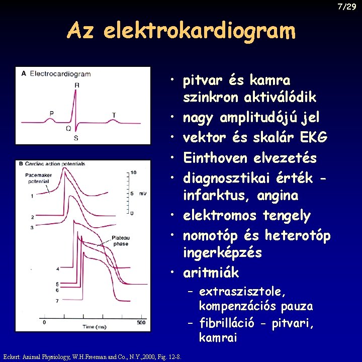 7/29 Az elektrokardiogram • pitvar és kamra szinkron aktiválódik • nagy amplitudójú jel •