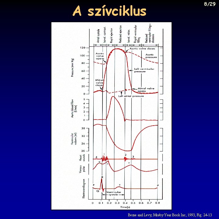 A szívciklus 8/29 Berne and Levy, Mosby Year Book Inc, 1993, Fig. 24 -13