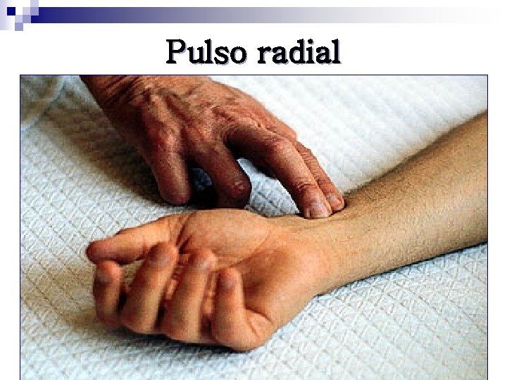 Pulso radial 