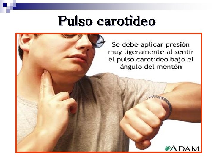 Pulso carotideo 