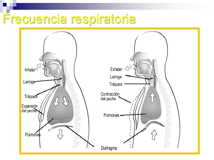 Frecuencia respiratoria 