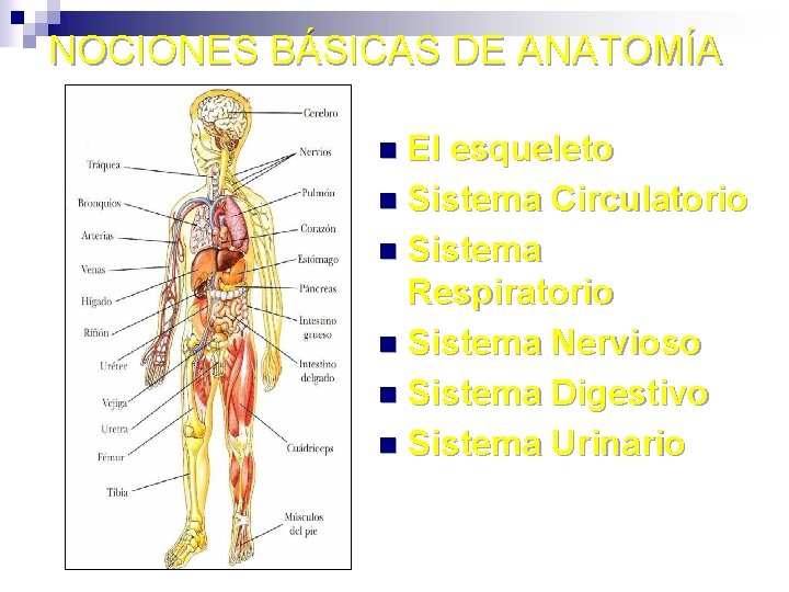 NOCIONES BÁSICAS DE ANATOMÍA El esqueleto n Sistema Circulatorio n Sistema Respiratorio n Sistema