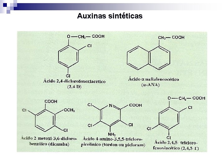 Auxinas sintéticas 