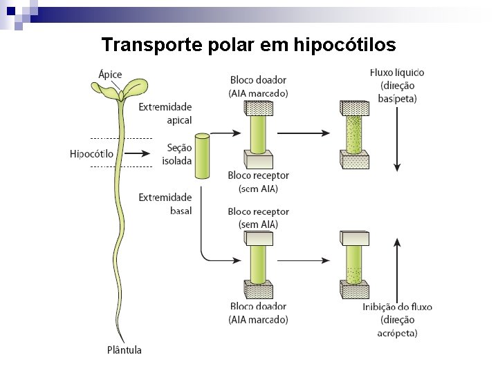 Transporte polar em hipocótilos 