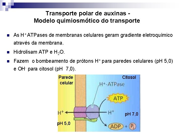  Transporte polar de auxinas Modelo quimiosmótico do transporte n As H+ ATPases de