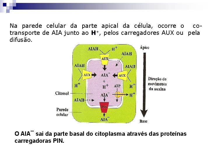 Na parede celular da parte apical da célula, ocorre o cotransporte de AIA junto