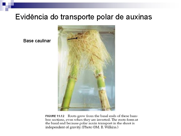 Evidência do transporte polar de auxinas Base caulinar 