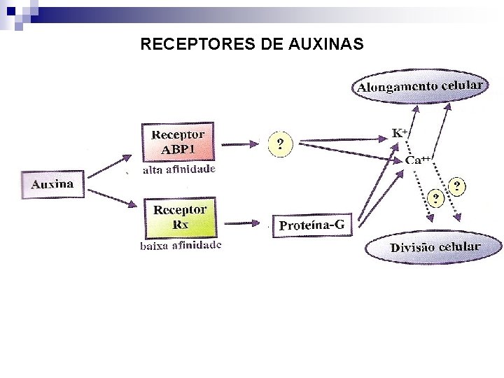 RECEPTORES DE AUXINAS 