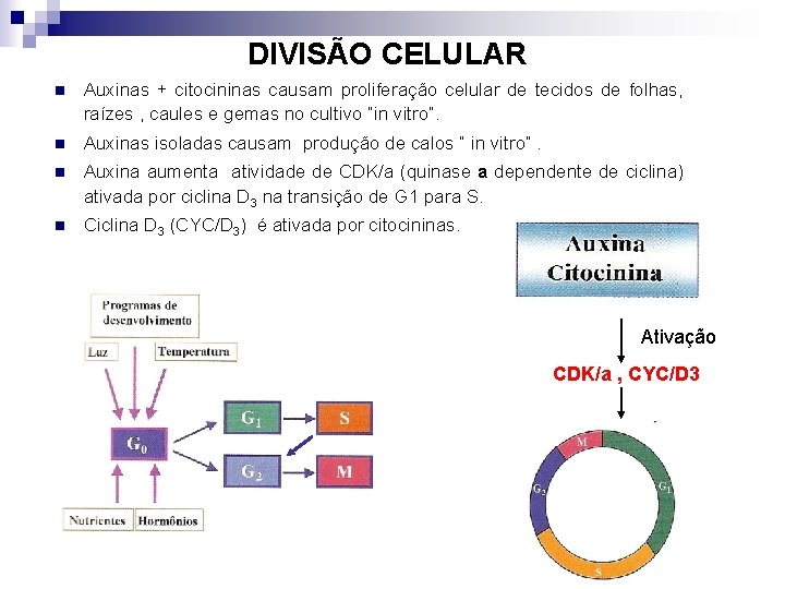 DIVISÃO CELULAR n Auxinas + citocininas causam proliferação celular de tecidos de folhas, raízes