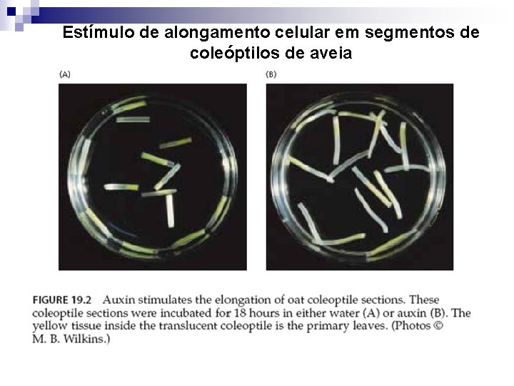Estímulo de alongamento celular em segmentos de coleóptilos de aveia 
