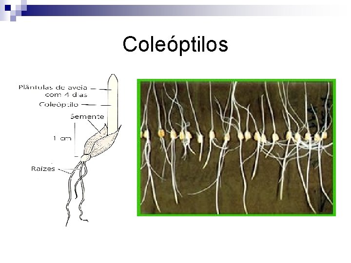 Coleóptilos 