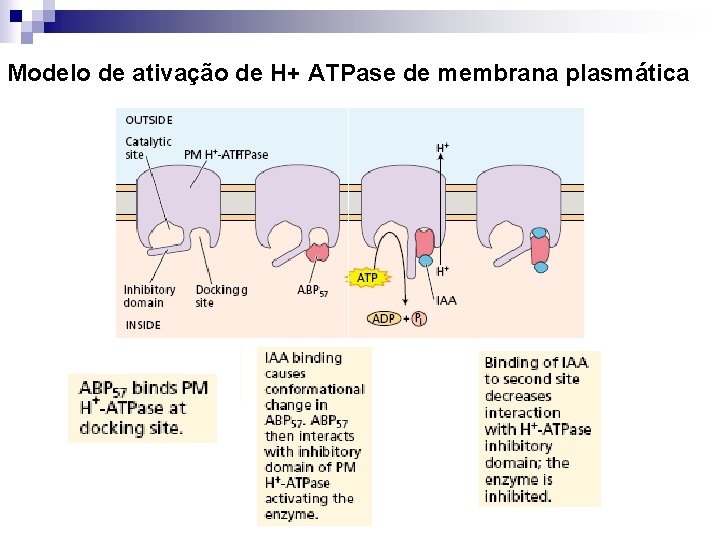 Modelo de ativação de H+ ATPase de membrana plasmática 