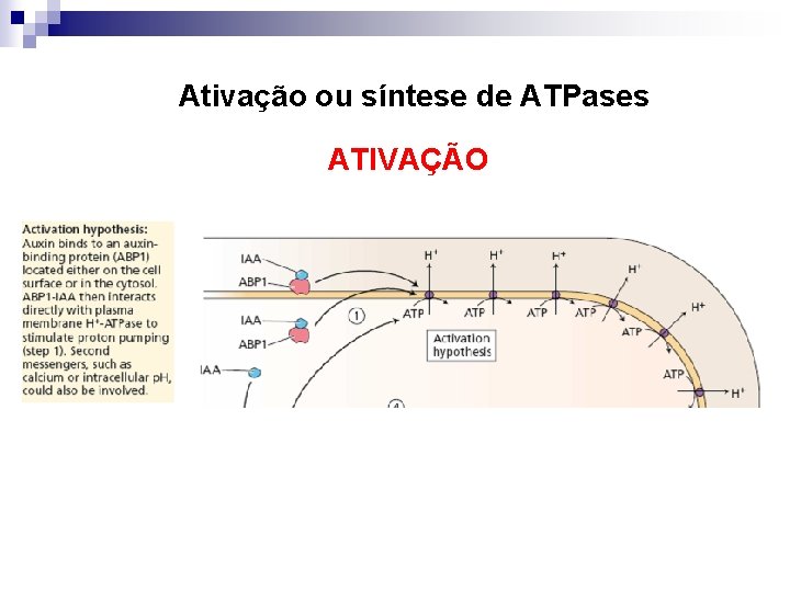 Ativação ou síntese de ATPases ATIVAÇÃO 