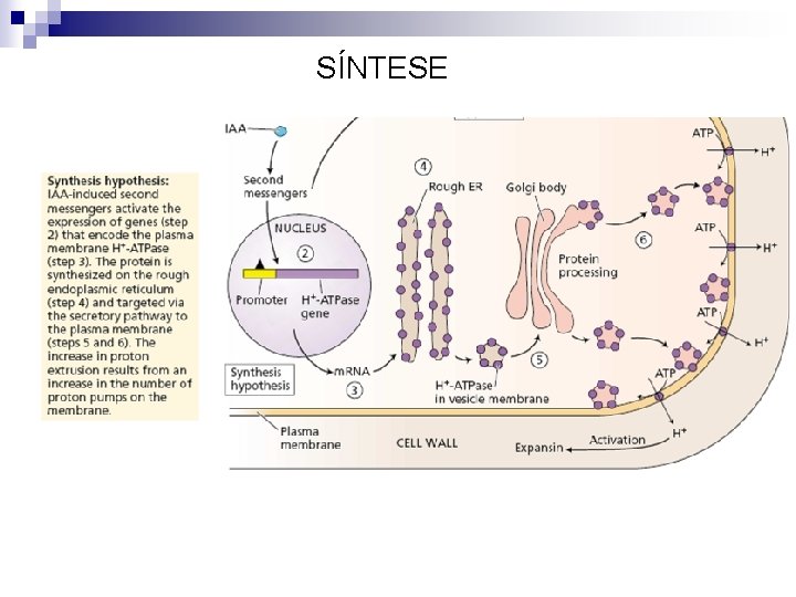 SÍNTESE 