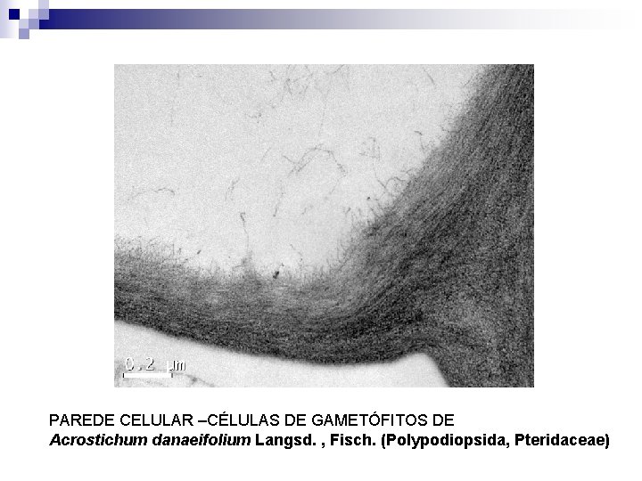 PAREDE CELULAR –CÉLULAS DE GAMETÓFITOS DE Acrostichum danaeifolium Langsd. , Fisch. (Polypodiopsida, Pteridaceae) 