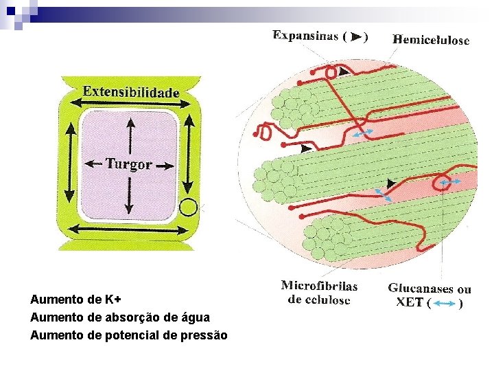 Aumento de K+ Aumento de absorção de água Aumento de potencial de pressão 