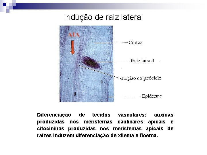 Indução de raiz lateral Diferenciação de tecidos vasculares: auxinas produzidas nos meristemas caulinares apicais