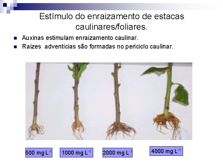 Estímulo do enraizamento de estacas caulinares/foliares. n n Auxinas estimulam enraizamento caulinar. Raízes adventícias