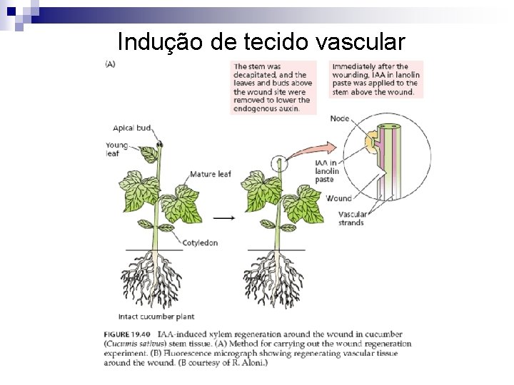 Indução de tecido vascular 