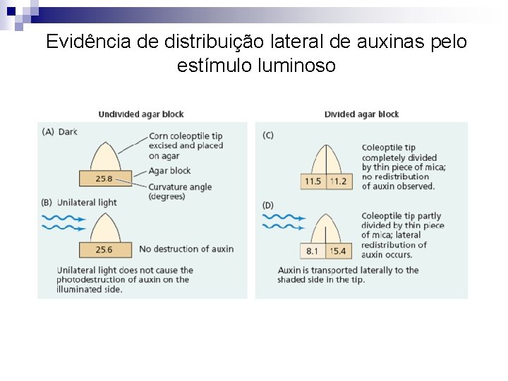 Evidência de distribuição lateral de auxinas pelo estímulo luminoso 