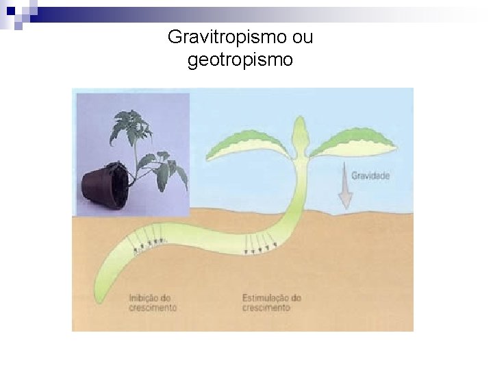 Gravitropismo ou geotropismo 