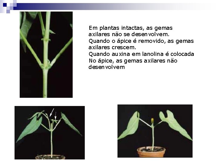 Em plantas intactas, as gemas axilares não se desenvolvem. Quando o ápice é removido,