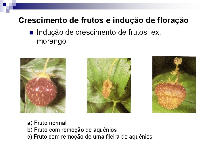 Crescimento de frutos e indução de floração n Indução de crescimento de frutos: ex: