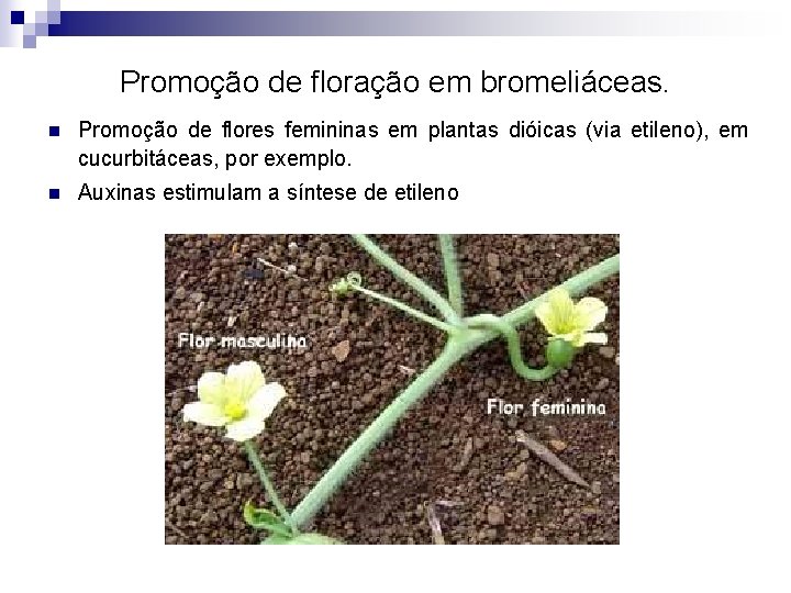 Promoção de floração em bromeliáceas. n Promoção de flores femininas em plantas dióicas (via