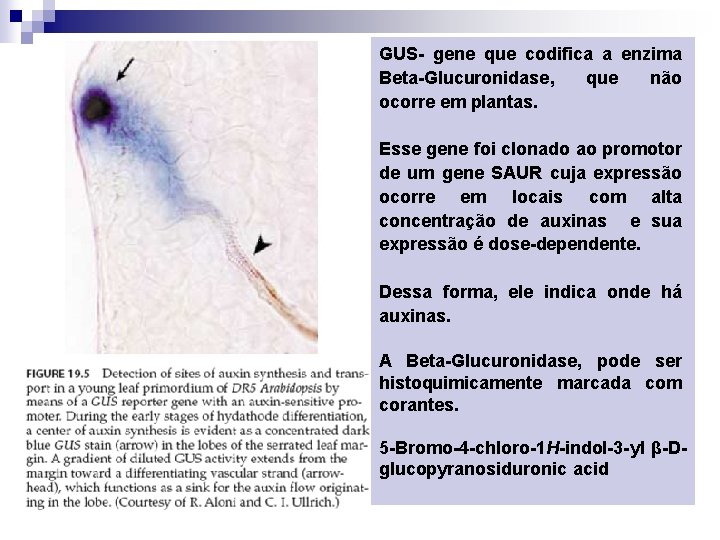 GUS- gene que codifica a enzima Beta-Glucuronidase, que não ocorre em plantas. Esse gene