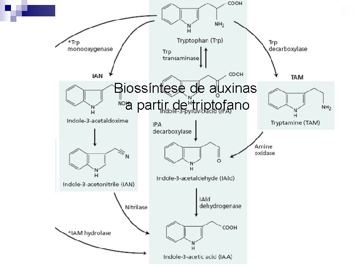 Biossíntese de auxinas a partir de triptofano 