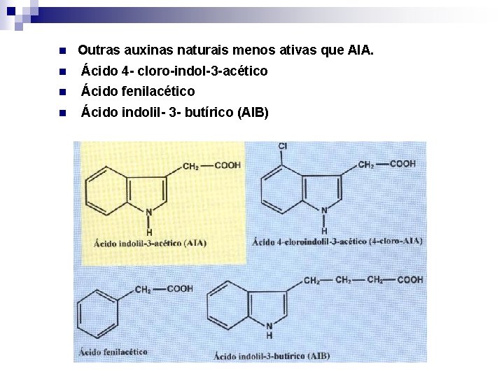 n Outras auxinas naturais menos ativas que AIA. n Ácido 4 - cloro-indol-3 -acético