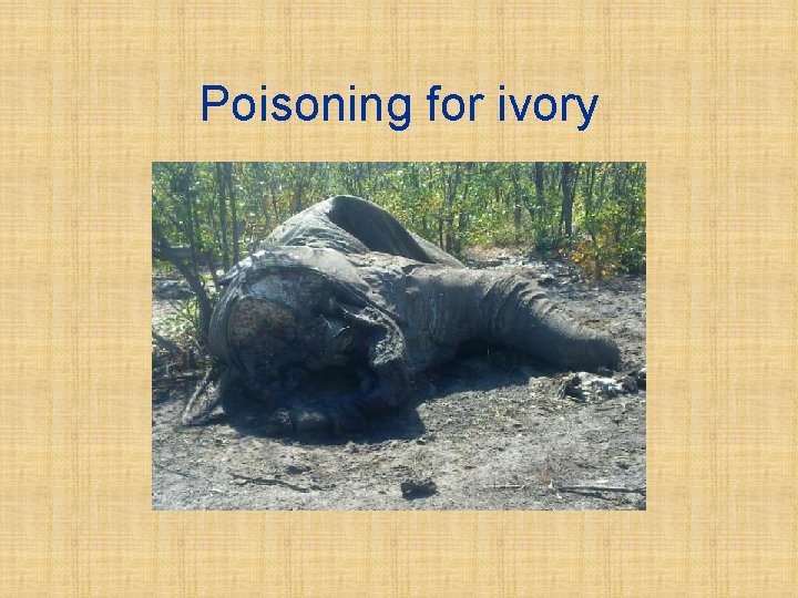 Poisoning for ivory 