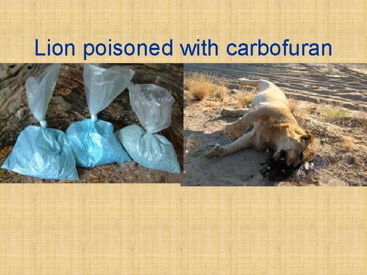 Lion poisoned with carbofuran 