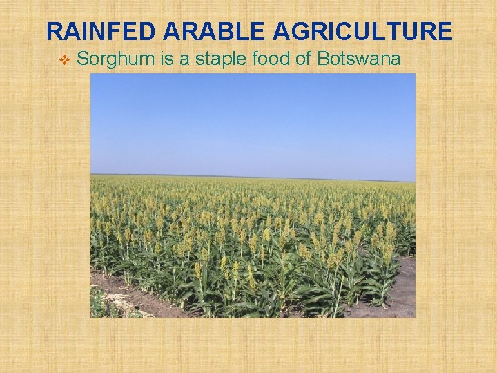 RAINFED ARABLE AGRICULTURE v Sorghum is a staple food of Botswana 