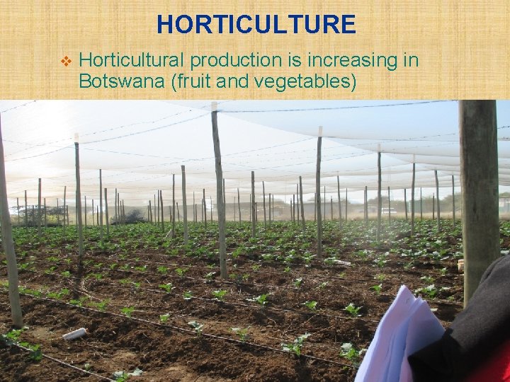 HORTICULTURE v Horticultural production is increasing in Botswana (fruit and vegetables) 