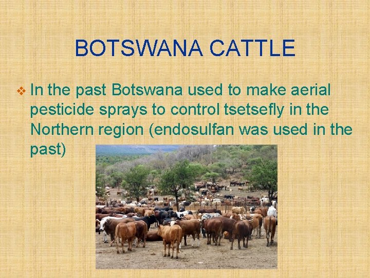 BOTSWANA CATTLE v In the past Botswana used to make aerial pesticide sprays to