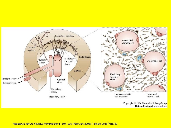 Nagasawa Nature Reviews Immunology 6, 107– 116 (February 2006) | doi: 10. 1038/nri 1780