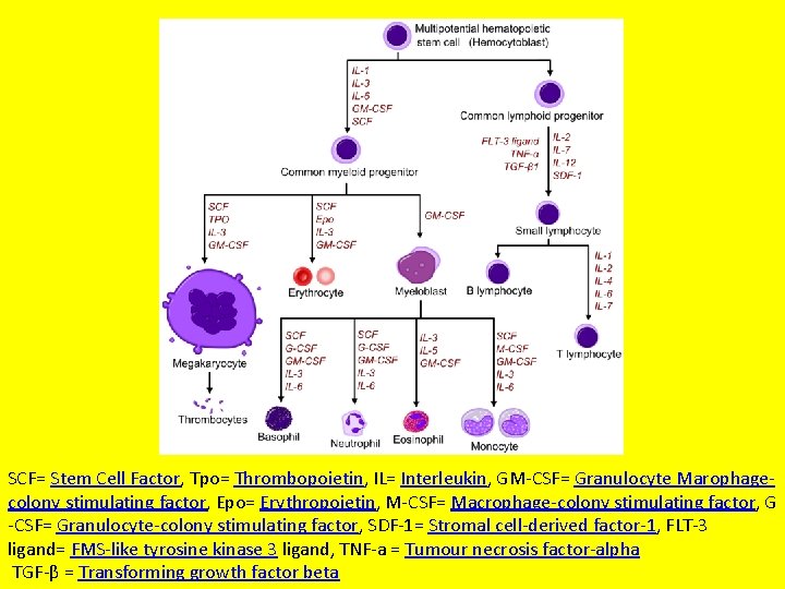 SCF= Stem Cell Factor, Tpo= Thrombopoietin, IL= Interleukin, GM-CSF= Granulocyte Marophagecolony stimulating factor, Epo=