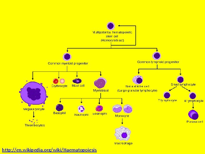 http: //en. wikipedia. org/wiki/Haematopoiesis 