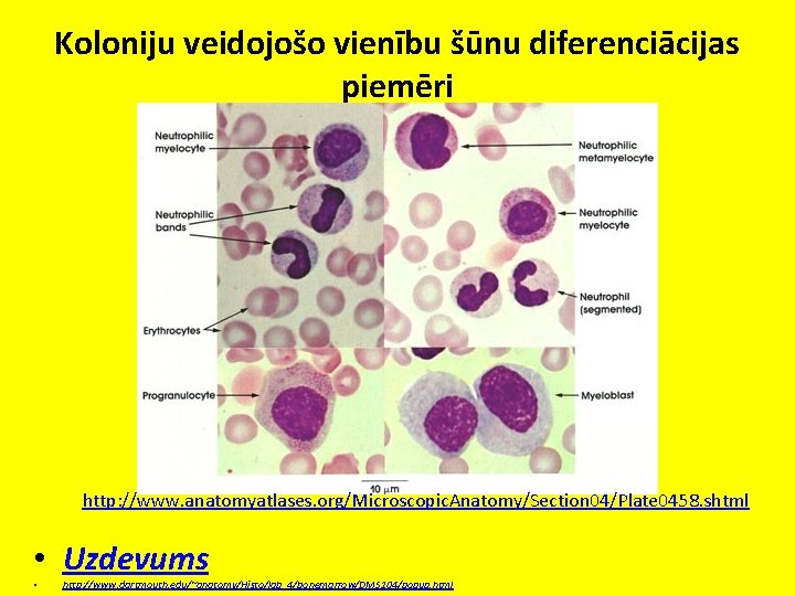 Koloniju veidojošo vienību šūnu diferenciācijas piemēri http: //www. anatomyatlases. org/Microscopic. Anatomy/Section 04/Plate 0458. shtml
