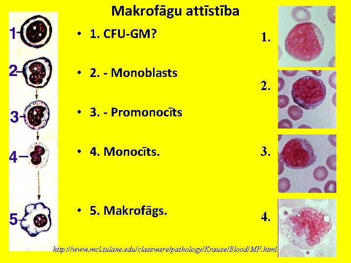 Makrofāgu attīstība • 1. CFU-GM? • 2. - Monoblasts 1. 2. • 3. -