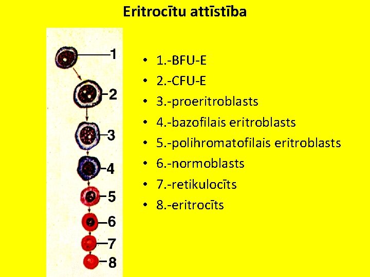 Eritrocītu attīstība • • 1. -BFU-E 2. -CFU-E 3. -proeritroblasts 4. -bazofilais eritroblasts 5.