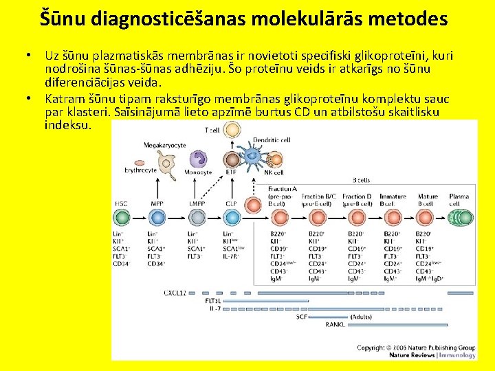 Šūnu diagnosticēšanas molekulārās metodes • Uz šūnu plazmatiskās membrānas ir novietoti specifiski glikoproteīni, kuri