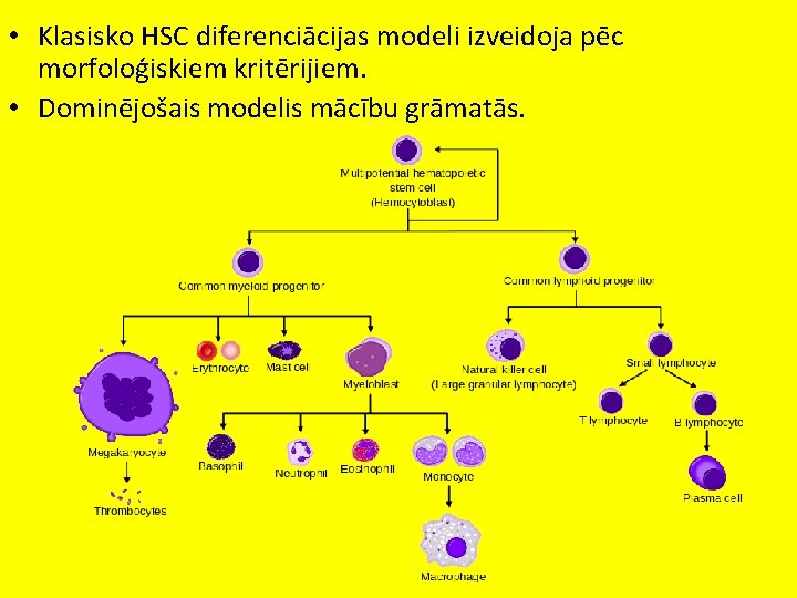  • Klasisko HSC diferenciācijas modeli izveidoja pēc morfoloģiskiem kritērijiem. • Dominējošais modelis mācību