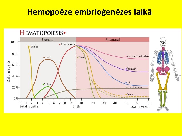 Hemopoēze embrioģenēzes laikā 