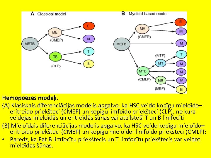 Hemopoēzes modeļi. (A) Klasiskais diferenciācijas modelis apgalvo, ka HSC veido kopīgu mieloīdo– eritroīdo priekšteci