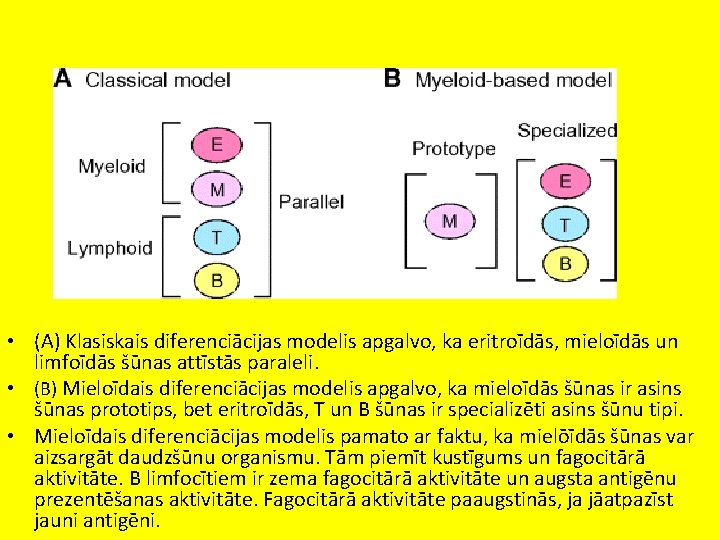  • (A) Klasiskais diferenciācijas modelis apgalvo, ka eritroīdās, mieloīdās un limfoīdās šūnas attīstās