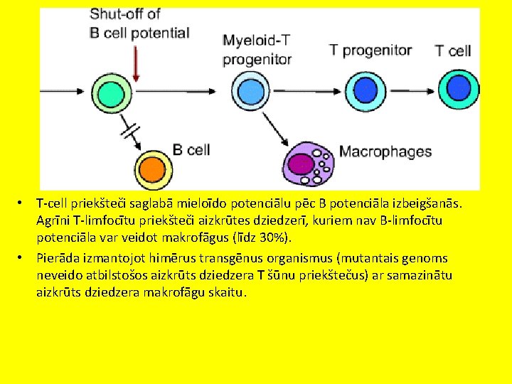 • T-cell priekšteči saglabā mieloīdo potenciālu pēc B potenciāla izbeigšanās. Agrīni T-limfocītu priekšteči