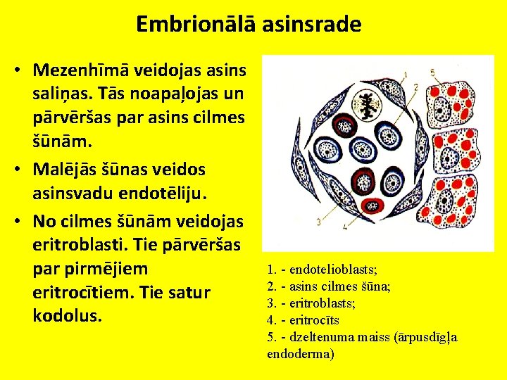 Embrionālā asinsrade • Mezenhīmā veidojas asins saliņas. Tās noapaļojas un pārvēršas par asins cilmes